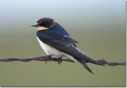 یار غایب