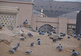 شیعه و دیگر فرق اسلامی